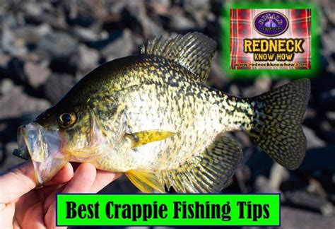 Best Crappie Fishing Tips