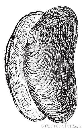 River Mussel Or Unio Sp Vintage Engraving Vector Illustration