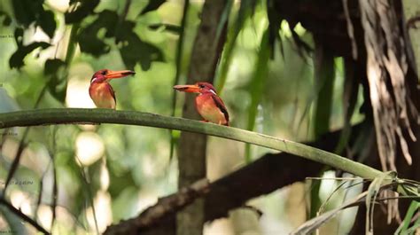 Random Shots South Philippine Dwarf Kingfisher Spotted In Malasag