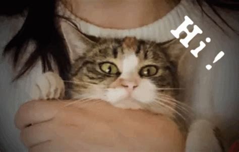 Cat Hola Meme Cat Hola Discover Share Gifs