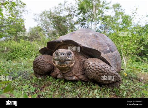 La tortuga más grande del mundo Tortuga gigante de Galápagos