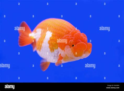 Lionhead Goldfish Vs Ranchu