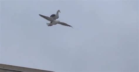 Rare Footage Captures Seagull Riding On Another Seagull Oc Shelter Pets