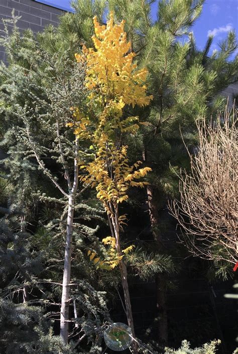 Columnar Golden Rain Tree Koelreuteria Paniculata Fastigiata