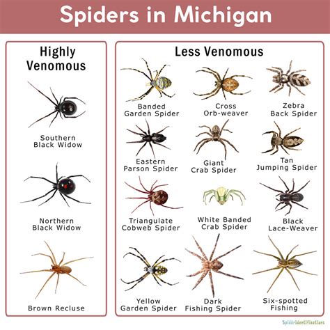 Michigan Garden Orb Spider | Fasci Garden