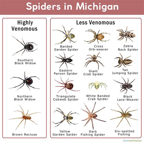 Spiders In Michigan List With Pictures