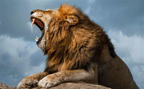 Lion Roar