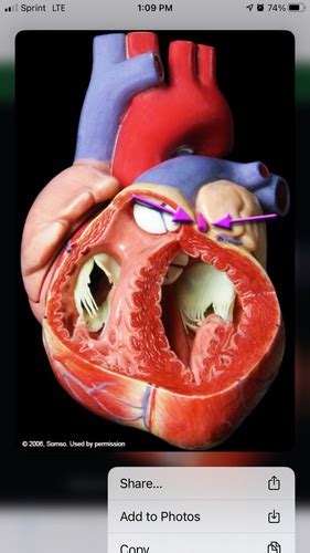 Cardiovascular Flashcards Quizlet