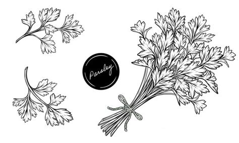 Parsley Drawing