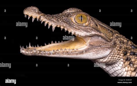 Philippine Crocodile Hi Res Stock Photography And Images Alamy