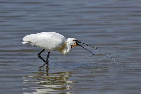 Le Nostre Specie Delta Del Po