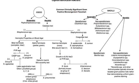 Gram Negative Identification Flow Chart Flowchart Examples