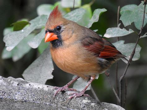 Female Northern Cardinal Birdforum