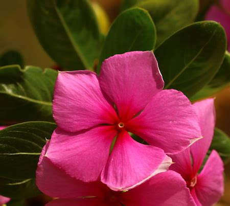 Catharanthus Roseus Madagascar Periwinkle MaltaWildPlants The