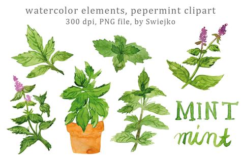 Digital Clip Art, Watercolor Herbs, Leaves, Mint, Peppermint By swiejko | TheHungryJPEG