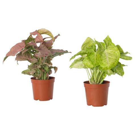 Buy Plants Online - Home Decoration & Improvement - IKEA