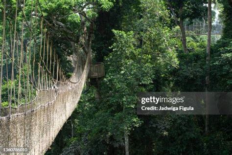 Rope Suspension Bridge Photos And Premium High Res Pictures Getty Images
