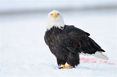 Alaska Bald Eagle Photo Tour | Bald Eagle Photography Workshop Haines