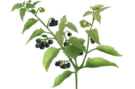 Black Nightshade Solanum Nigrum Prevention And Control Solanum Nigrum