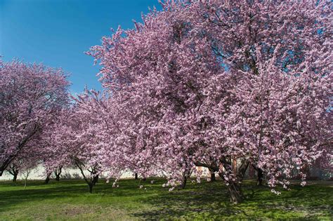 Purple Leaf Plum Plant Care And Growing Guide