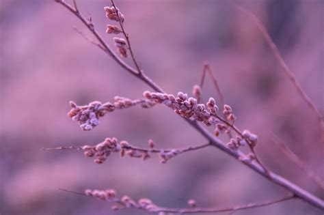 Sfondi Paesaggio Natura Cielo Inverno Ramo Alba Brina Fiore Di