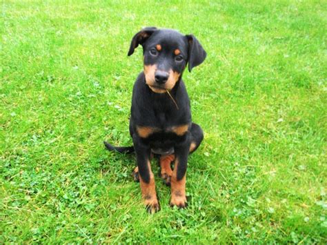 Doberman Puppies For Sale - Pet Adoption and Sales