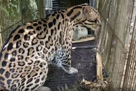 Ocelote Rescatado En Antioquia Ya Está En Libertad Infobae