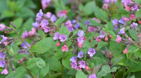 How To Plant Grow And Care For Lungwort
