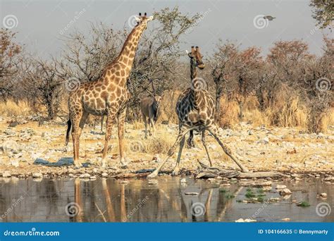 Two giraffes drinking stock image. Image of giraffes - 104166635