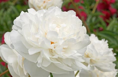 White peony flower stock image. Image of white, nature - 65243395