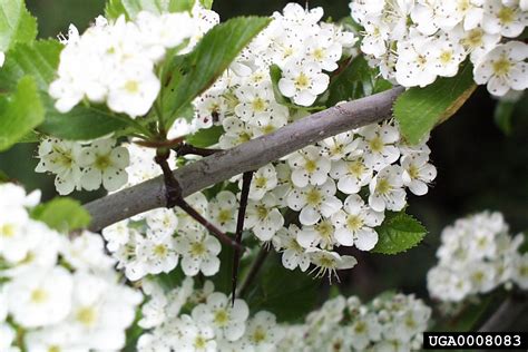 Hawthorn Genus Crataegus