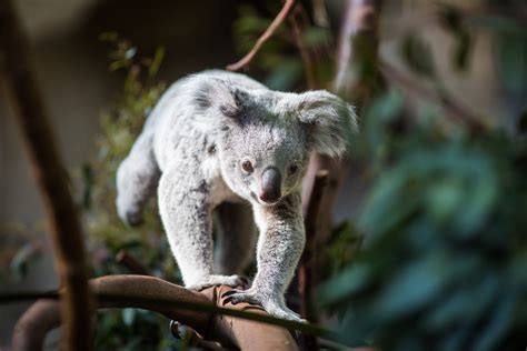 Are Koalas on a Path to Extinction? - MyStart