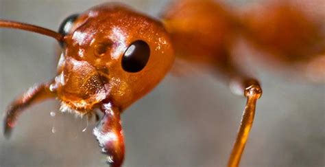 Inspiring ants - OpenLearn - Open University