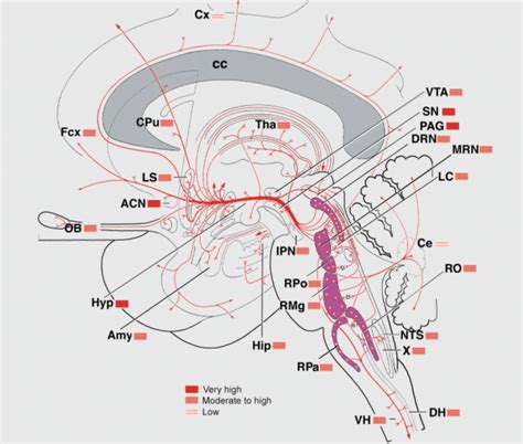 Serotonergic Projections From The Brainstem To The Cortex Basal