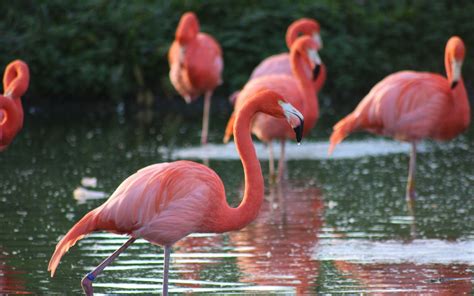 Why Do Flamingos Stand On One Leg