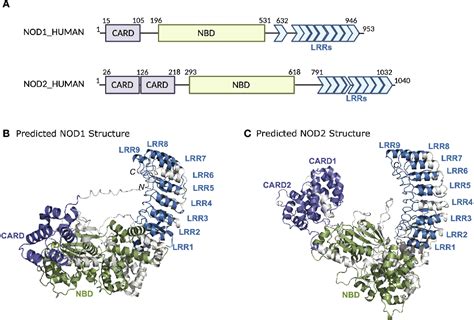 Figure 1 From Multifaceted Roles And Regulation Of Nucleotide Binding