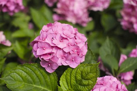 Bauern Hortensie STARKL