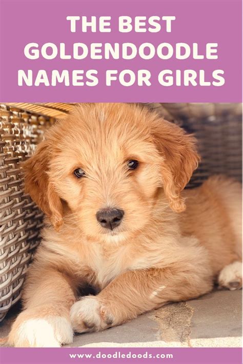 Goldendoodle Girl Names Find The Perfect Name For Your New Puppy