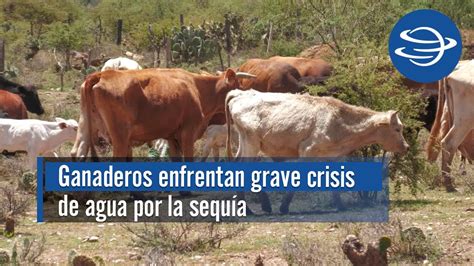 Ganaderos de Fresnillo enfrentan una grave crisis de agua por la sequía