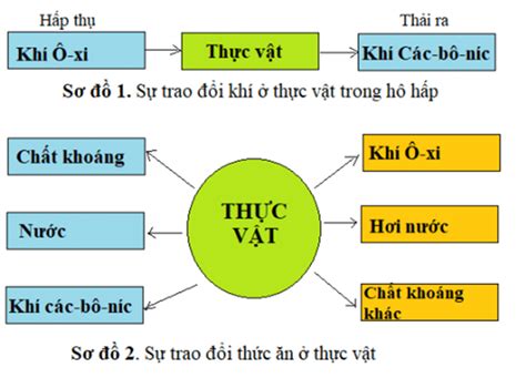 Những bước đơn giản vẽ sơ đồ trao đổi thức ăn ở thực vật cho người mới