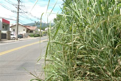 Mato Engole Cal Ada E Coloca Pedestres Em Risco Em Blumenau