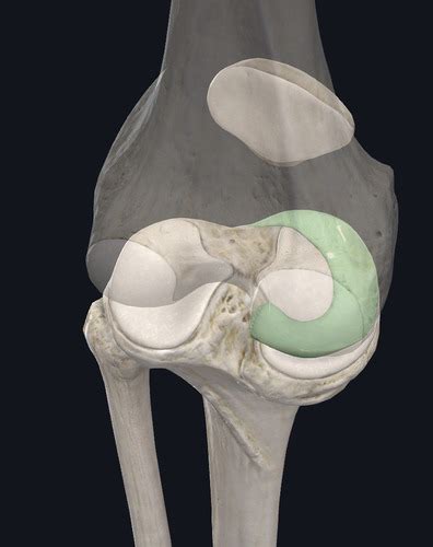 Knee Joint Flashcards Quizlet