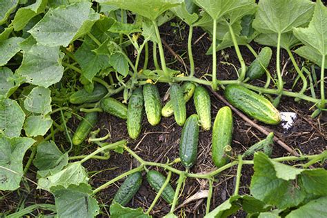 Antracnosis Del Pepino Causas S Ntomas Medidas De Control