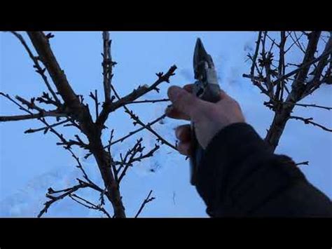 Вишня колонной из обычной вишни. Опыт продолжается! - YouTube