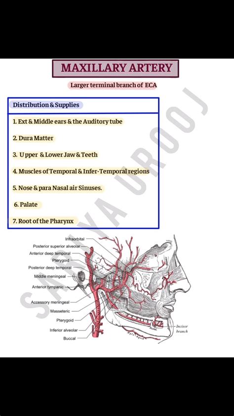 Maxillary Artery Artofit