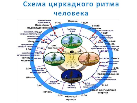 Биологические часы человека - презентация онлайн