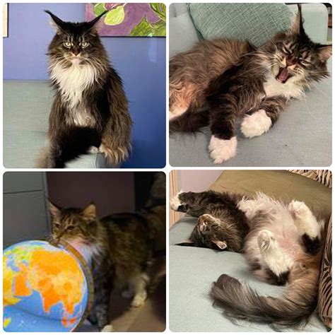 Maine Coon Personality Traits: The Ultimate Family Pet