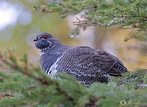 FindNature.com - Photos - Tétras du Canada, Spruce Grouse, Falcipennis ...