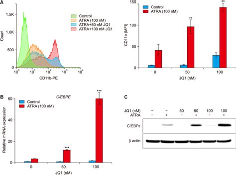 Effect Of JQ1 On ATRA Induced HL 60 Cell Differentiation HL 60 Cells