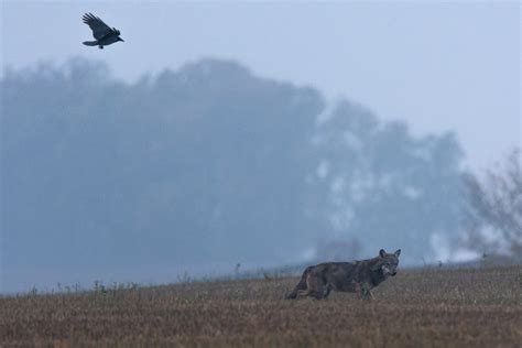 Sulla Riduzione Dello Status Di Protezione Del Lupo In Europa Quasi 300